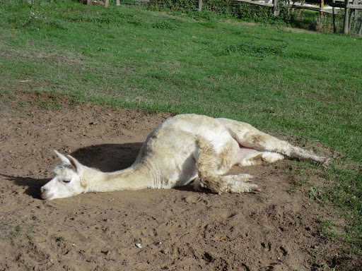 CIMG8770 Dozy alpaca at Chilworth Manor