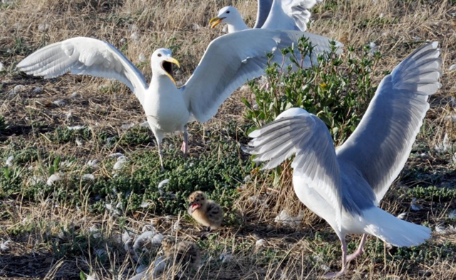 A gull chick on Protection Island cries for help after an attack from a gull trying to eat it, 23 July 2016. A parent came to its defense but could not fend off the cannibal gull. Photo: Tristan Baurick / Kitsap Sun