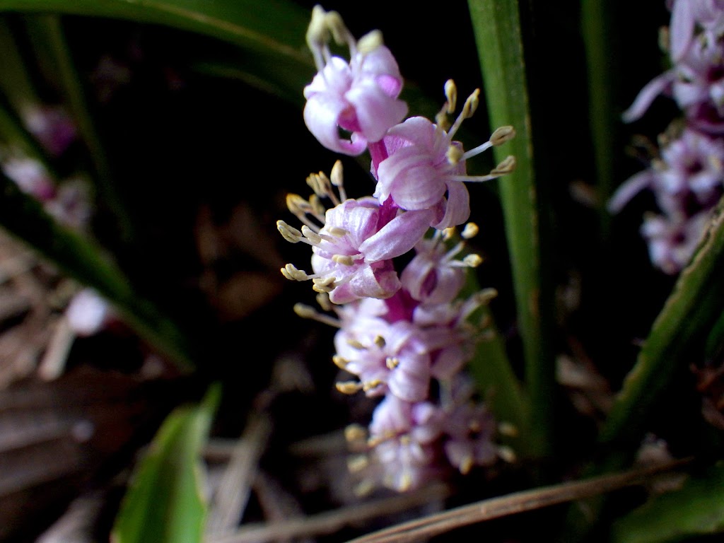 キチジョウソウ Reineckea Carnea Familiar Flowers 2