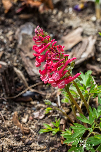 Corydalis solida Transylvanica Corydalis-transylvanica-140509-16rm