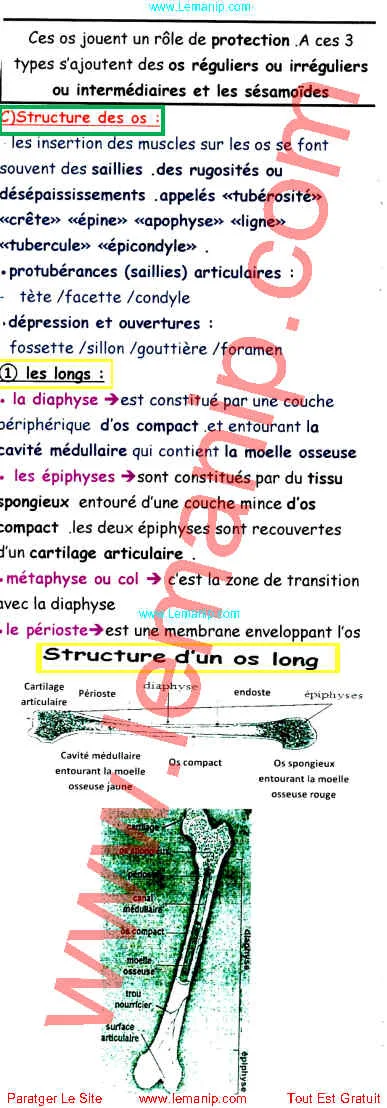 Résumé Du Cour 7 Du Module Anatomie Et Physiologie 5