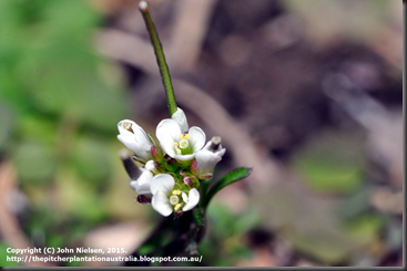 Cardamine_hirsuta_flower