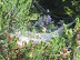 Spider web on track into Bacton Woods