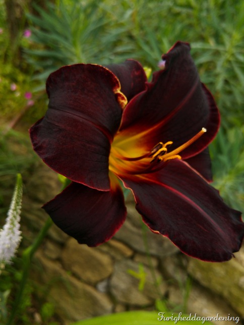 hemerocallis dominic