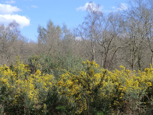 CIMG7578 Gorse, Selsdon Wood