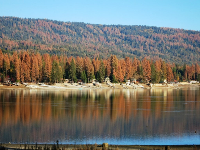 Tree mortality due to drought and pine beetle infestation in the southern Sierra Nevada mountains, 19 May 2016. Photo: USFS