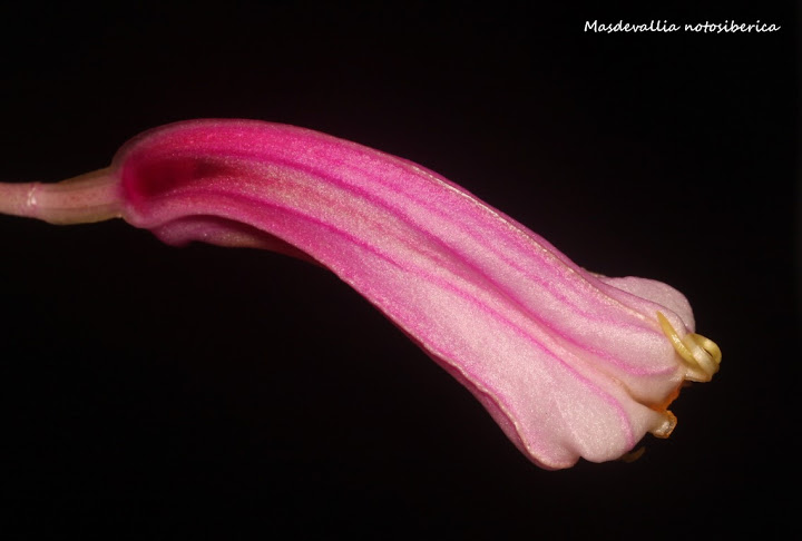 Masdevallia notosiberica  IMG_0677b%2520%2528Medium%2529