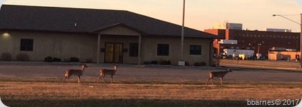 Deer next door 04202017