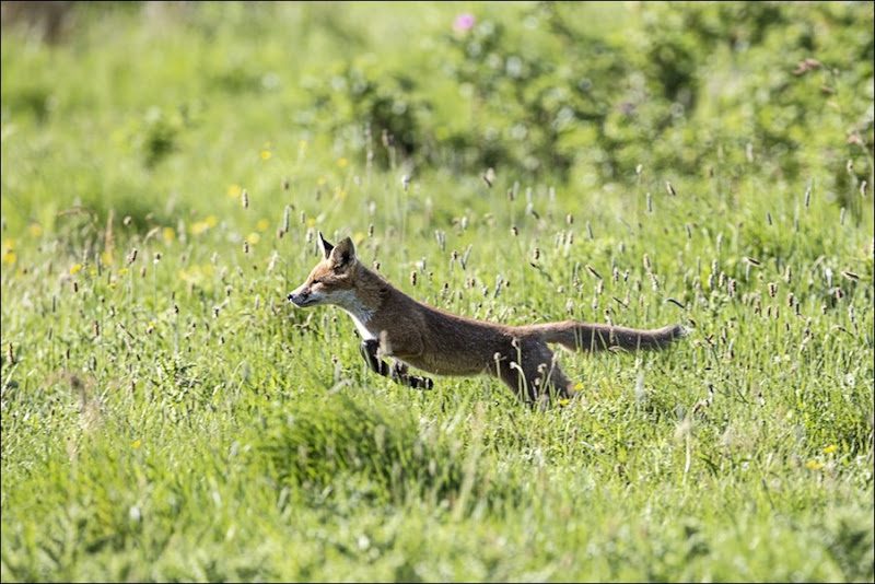 Fox cub running