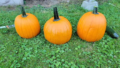 Three pumpkins