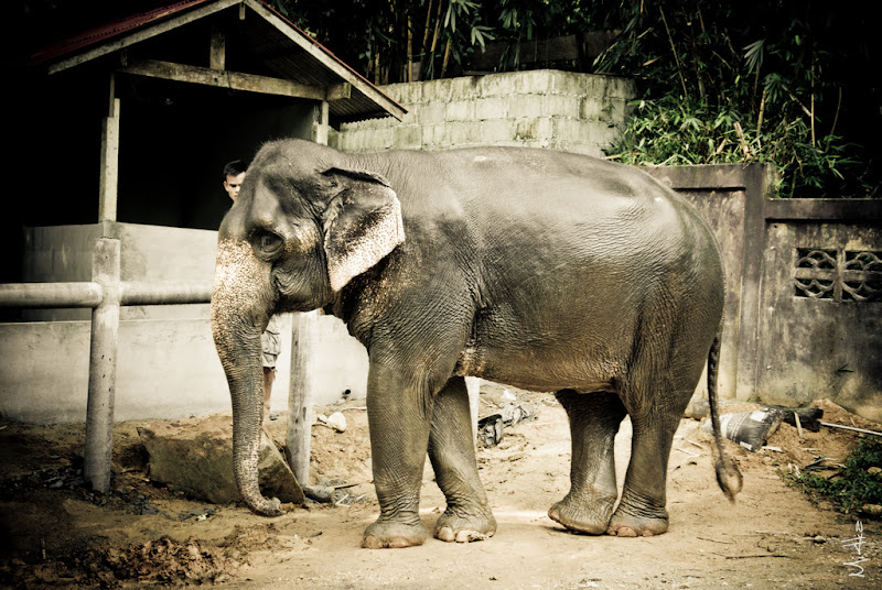 первый Тай, Пукет, апрель 2011 (фото-видео-впечатления)