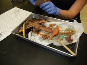 squid parts