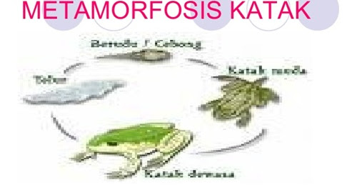  Metamorfosis  katak gambar  dan proses