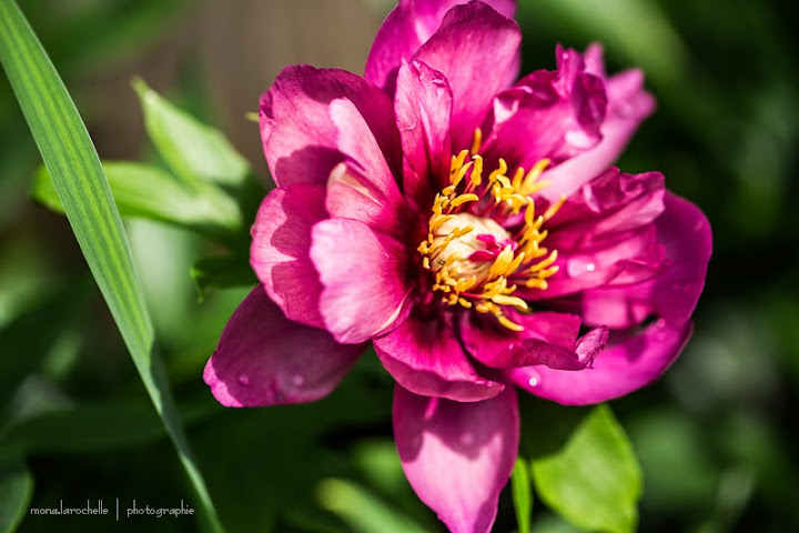 Paeonia Itoh Cora Louise Paeonia-itoh-cora-louise-130708-2rm