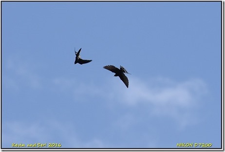 Middleton Lakes RSPB - August