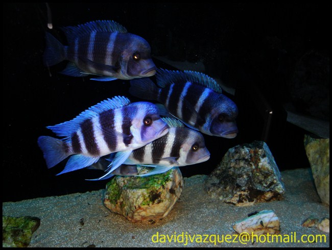 Cyphotilapia gibberosa Mpimbwe DSC01413