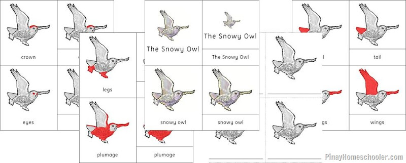 Europe Continent Red Fox and Snowy Owl Nomenclature Cards