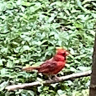 Northern Cardinal