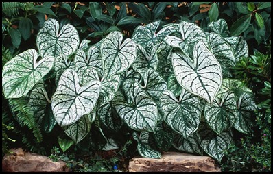 candidum_caladium-900