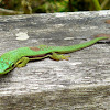 Day Gecko