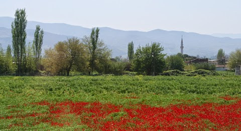 TURQUÍA&TURQUÍA : Estambul, Capadocia, Éfeso, Pammukale y Dalyan - Blogs de Turquia - Éfeso, Pammukale, Dalyan, Estambul. Abril 2015 VIAJE I (11)