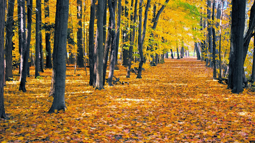Autumn Pathway, near Mont Tremblant, Quebec, Canada.jpg