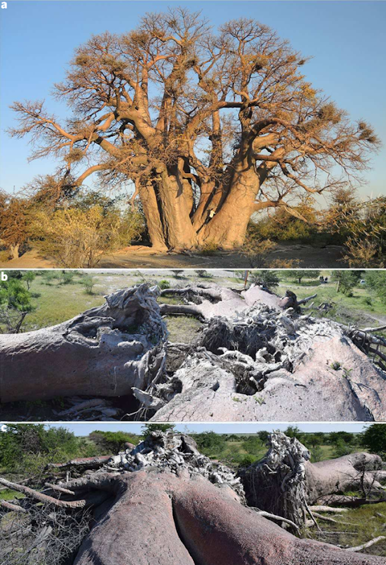 Life and death of the historic Chapman baobab. a, The Chapman baobab in June 2015, showing its open RSS, which consisted of six stems. b,c, Photographs showing the baobab just after its sudden collapse in January 2016. The tree lies on the ground almost intact, with unbroken stems and branches. Photo: Patrut, et al., 2018 / Nature Plants