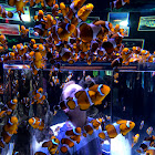 Clownfish