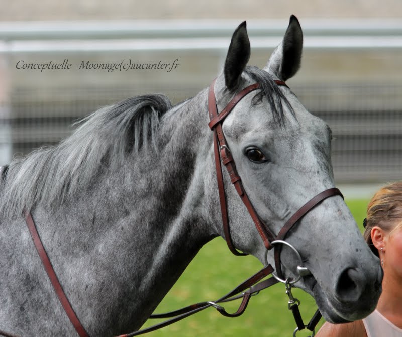 Photos Maisons-Laffitte 5-07-2015 IMG_2226