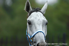 PALIO DI ASTI 2014: Visite Veterinarie