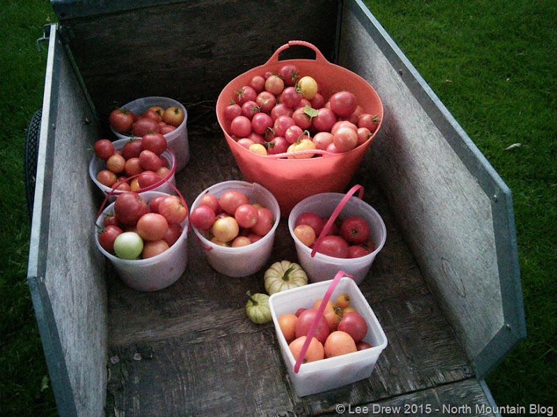 Tomato Harvest 8 September 2015