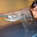 fumie & the shark at the Shinagawa Aquarium in Shinagawa, Japan 