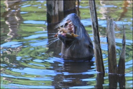 Otter with fish