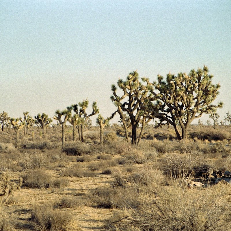Joshua Trees JoshTree_40.jpg