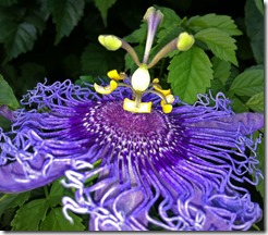 passiflora-incarnata-x