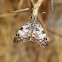 White-patterned Skipper