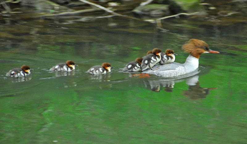 Goosander with chicks - Dave S