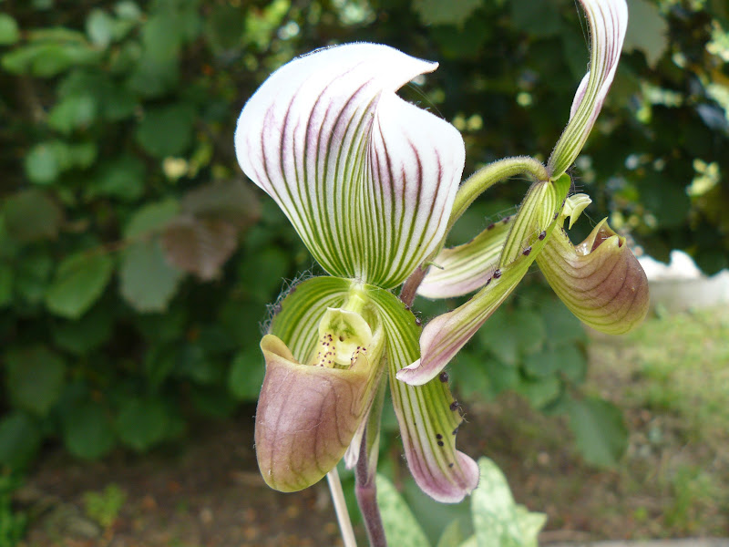 Paphiopedilum callosum f. subleave P1050730