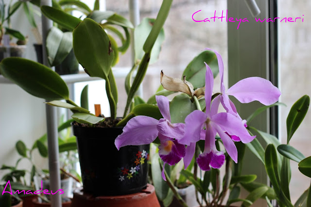 Cattleya warneri IMG_1221