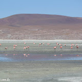 Laguna Colorada, Bolívia