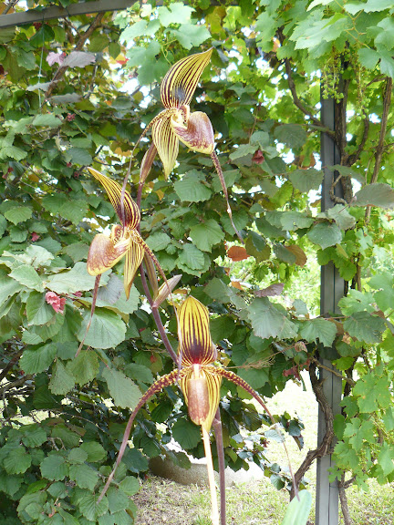 Paphiopedilum Wössner Black Wings (rothschildianum x anitum) - Page 2 P1050725