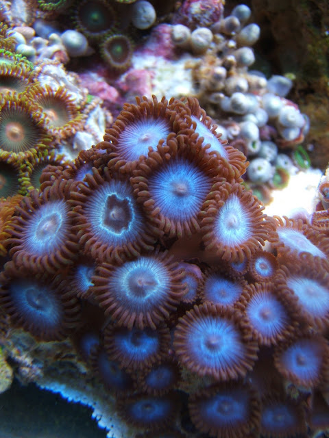 Blue Coral show-off--- flaunt it if ya got it. - Coral Forum - Nano ...