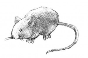 mouse-drawing-300x198.jpg