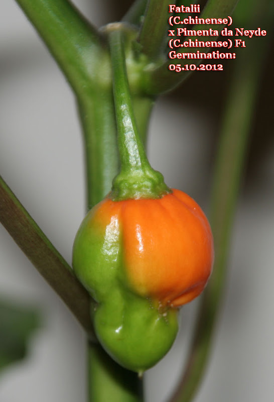 Fatalii%2520X%2520Pimenta%2520da%2520Neyde%2520F1_122days_1st_pod_ripening2.jpg