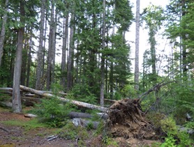 Storm Damage from Years Ago, Heart of the Hills Campground