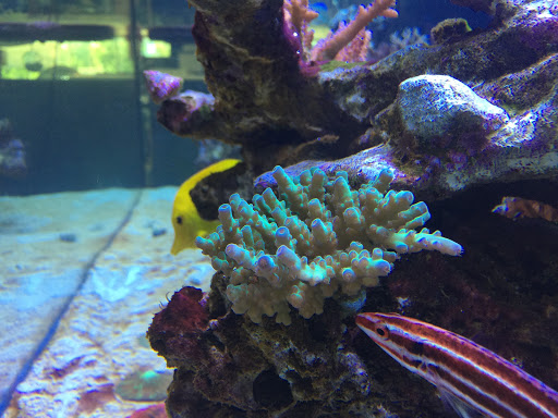 Tropical Fish Store «Allquatics Inc.», reviews and photos, 3048 S Broad St, Trenton, NJ 08610, USA