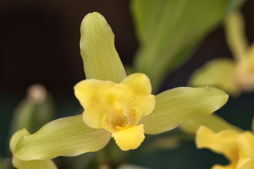 Lycaste Jack IMG_3722