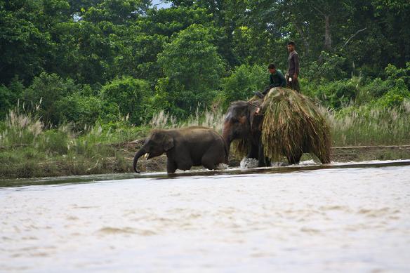 Día 6 - Dentro del parque natural de Chitwan - 3 Semanas de Septiembre en Nepal 2011  (1)