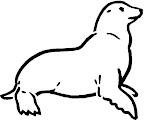 Sea lion to paint