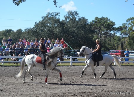 Beautiful horses